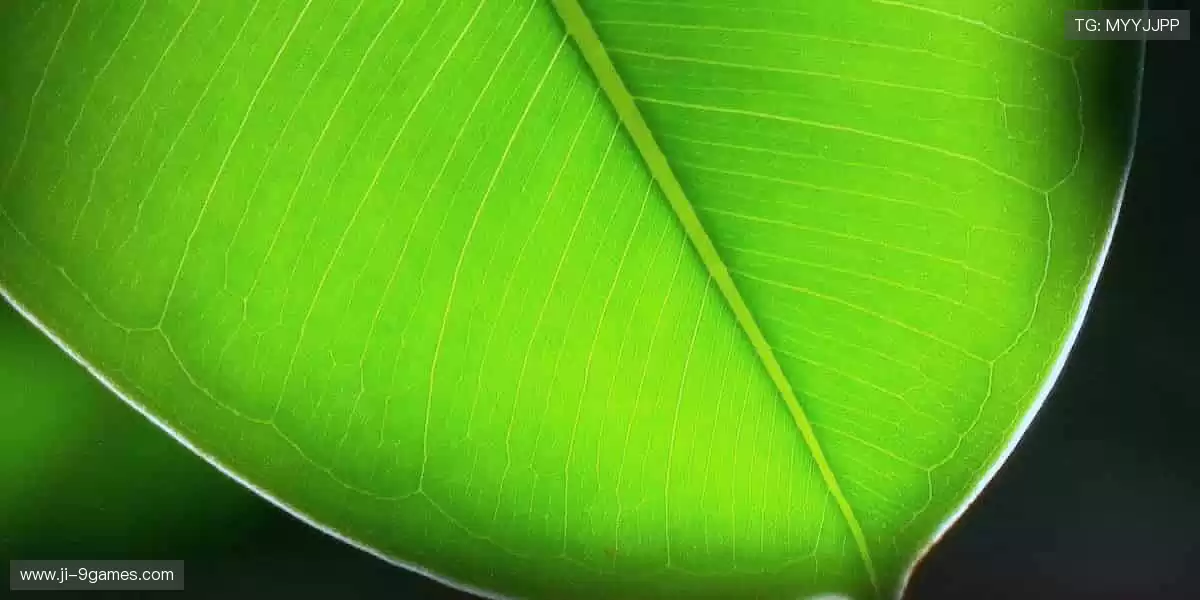 ⚽️ 点燃激情,见证赛事高光时刻!